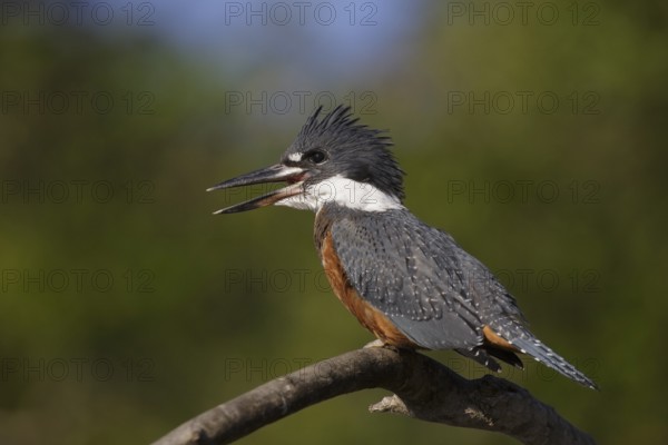 Ringed Kingfisher (Megaceryle torquata), Mato Grosso, Brazil, South America