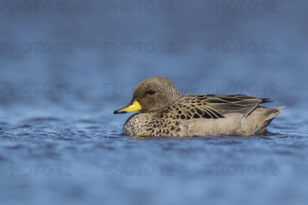 Speckled Teal (Anas flavirostris) swimming on a small pond in the Falkland Islands