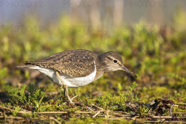 Common Sandpiper (Actitis hypoleucos), North Rhine-Westphalia, Germany, Europe