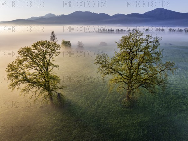 Aerial view, trees, light green leaves, oak, morning light, fog, mountains, sunny, backlight, spring, Loisach-Lake Kochel-Moore, foothills of the Alps, Bavaria, Germany, Europe