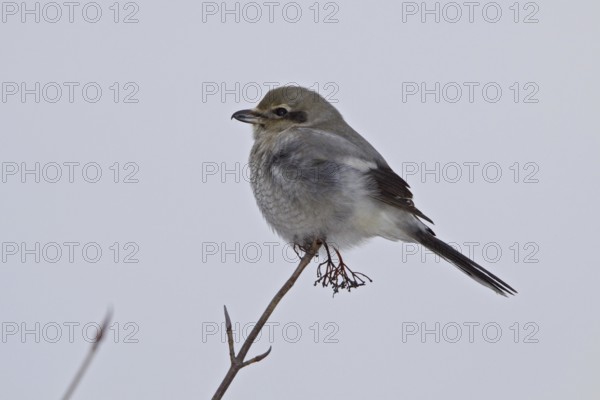 Great Grey Shrike (Lanius excubitor) female, Ontario, Canada, North America