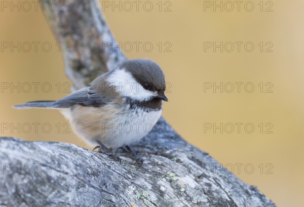 Siberian Tit (Grey-headed Chickadee) - Lapplandmeise - Poecile cinctus