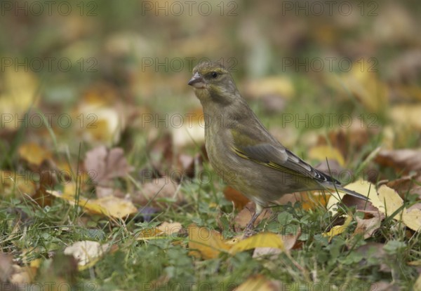 European Greenfinch (Chloris chloris), Mecklenburg-Western Pomerania, Germany, Europe