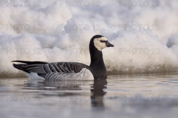 Barnacle Goose (Branta leucopsis), Ontario, Canada, North America