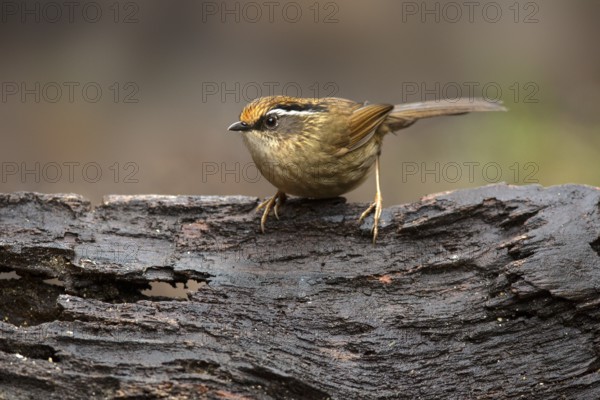 Braunkappenalcippe (Alcippe dubia), Yunnan, China, Asia