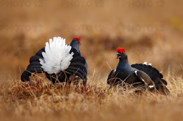 Two Black grouse fight on the bog meadow. Lekking nice bird Grouse, Tetrao tetrix, in marshland, Sweden. Spring mating season in the nature. Wildlife scene from north Europe