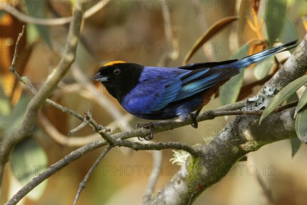 Golden-crowned Tanager (Iridosornis rufivertex) perched on a branch in the Andes Mountains of Colombia