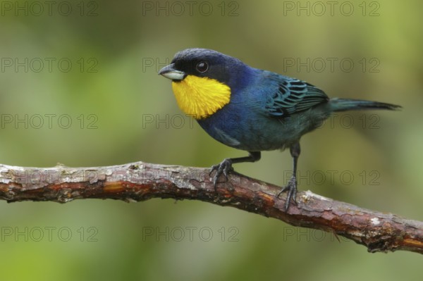 Purplish-mantled Tanager (Iridosornis porphyrocephalus) perched on a branch in the Andes Mountains of Colombia