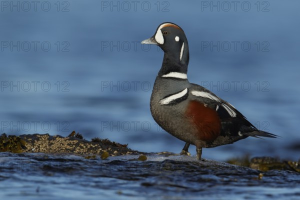 Harlequin Duck (Histrionicus histrionicus) in the ocean near Victoria, British Columbia, Canada, North America