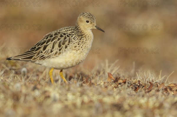 Buff-breasted Sandpiper (Calidris subruficollis) feeding on the tundra in Northern Alaska