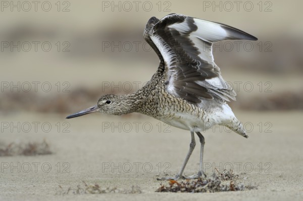 Willet (Tringa semipalmata), Texas, USA, North America
