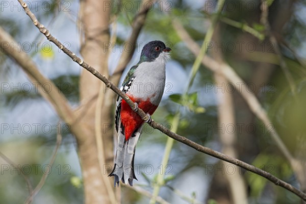 Cuban Trogon (Priotelus temnurus), Cuba, Central America