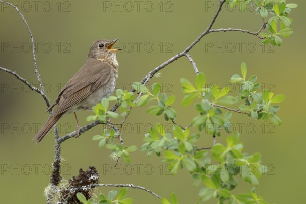 Swainson's Thrush (Catharus ustulatus) perched on a branch in Victoria, BC, Canada, North America