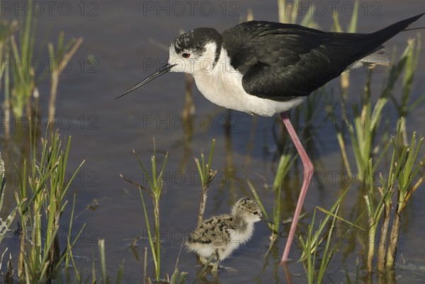 Black-winged Stilt (Himantopus himantopus) juvenile, Burgenland, Austria, Europe