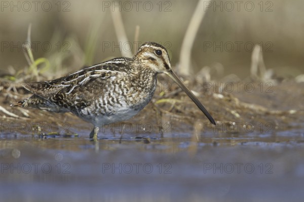 Wilson's Snipe (Gallinago delicata), Manitoba, Canada, North America