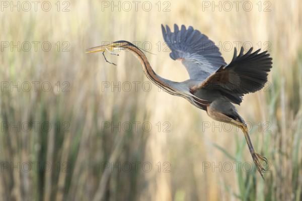 Purple Heron (Ardea purpurea) flying, Baden-Wuerttemberg, Germany, Europe