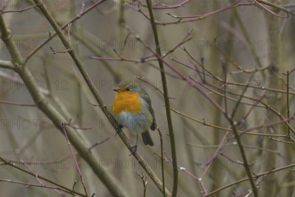 Robin (Erithacus rubecula), branch, bushes, Lower Austria