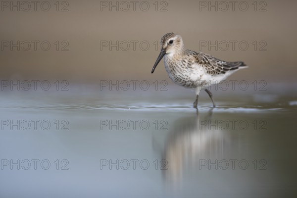 Dunlin (Calidris alpina) foraging, Mecklenburg-Western Pomerania, Germany, Europe