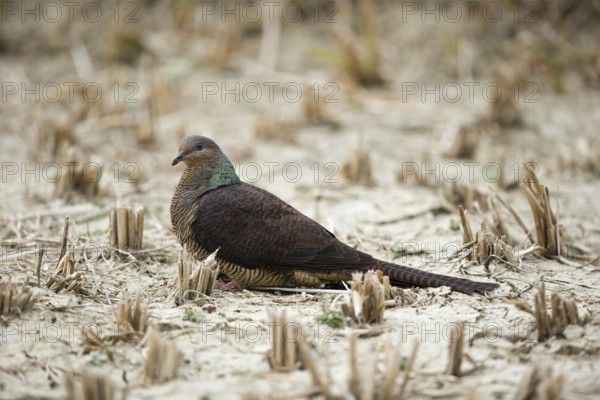 Barred Cuckoo-Dove (Macropygia unchall tusalia) foraging on ground, Punakha, Bhutan, Asia