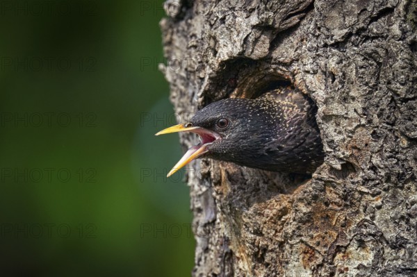 Starling spring nesting in tree nest hole. European Starling, Sturnus vulgaris, dark bird in beautiful plumage with food, animal in the nature habitat in the nature, Germany, Europe