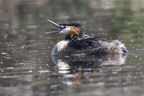 Great Crested Grebe (Podiceps Scalloped ribbonfish) with juveniles, Emsland, Lower Saxony, Germany, Europe