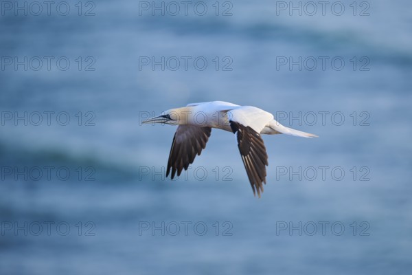 Northern gannet (Morus bassanus) flying over the sea at sunset, wildlife, Helgoland, Germany, Europe