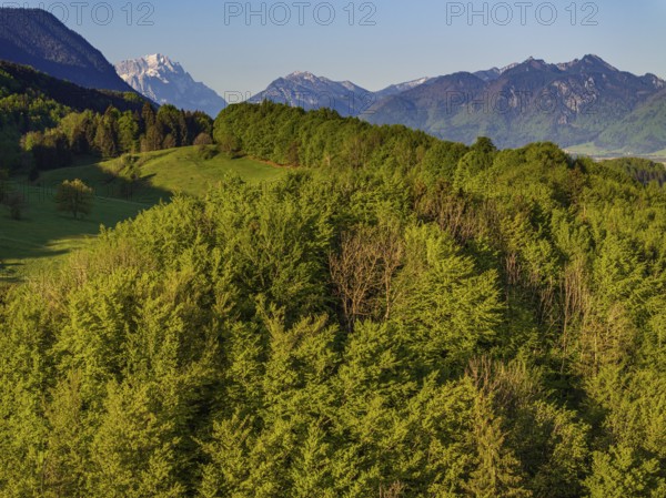 Aerial view, trees, forest, light green leaves, morning light, mountains, sunny, spring, near Murnau, Zugspitze, Wetterstein range, foothills of the Alps, Bavaria, Germany, Europe