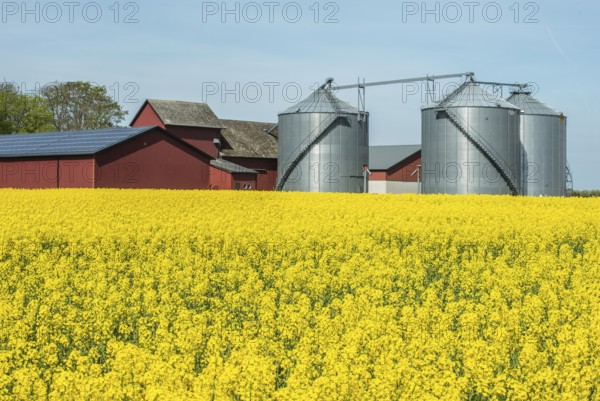 Farm with silos at field with blooming rapeseed in Skivarp, Skurup municipality, Skåne county, Sweden, Scandinavia, Europe