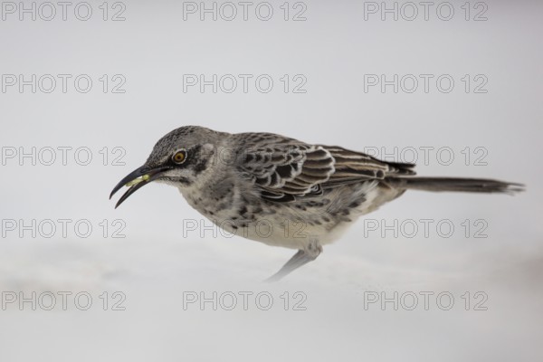 Hood Mockingbird (Mimus macdonaldi), Galapagos, Ecuador, South America