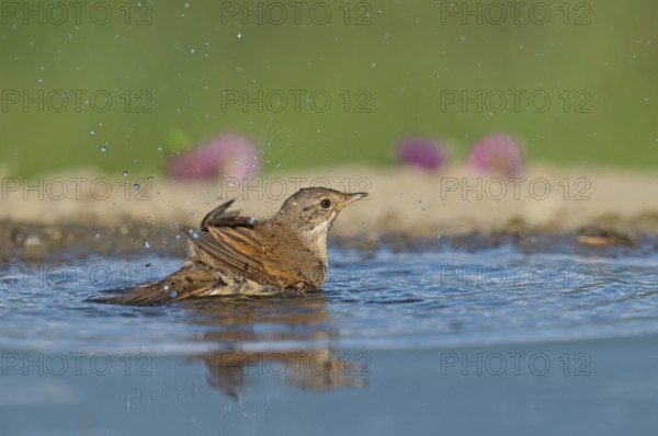 Common Whitethroat (Sylvia communis) bathing at waterhole, Aosta Valley, Italy, Europe