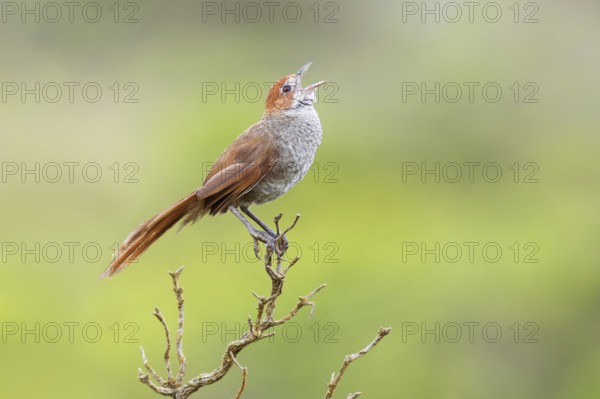 Rufous Bristlebird (Dasyornis broadbenti) male singing, Victoria, Australia, Oceania