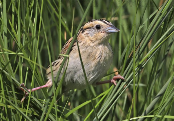 Le Conte's Sparrow (Ammodramus leconteii), Saskatchewan, Canada, North America