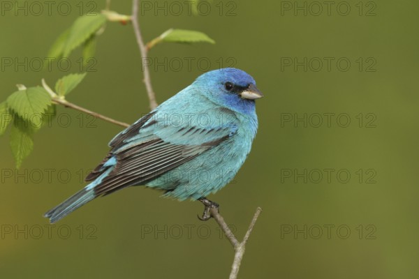 Indigo Bunting (Passerina cyanea) male, Ohio, USA, North America