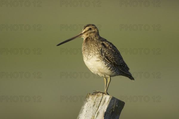 Common Snipe (Gallinago gallinago), Iceland, Europe