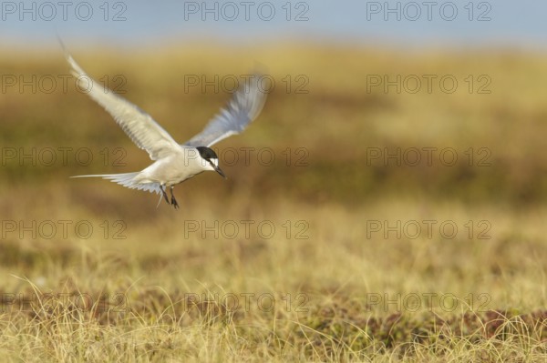 Aleutian Tern (Onychoprion aleuticus) flying near Nome, Alaska