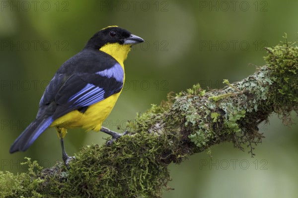 Blue-winged Mountain Tanager (Anisognathus somptuosus), Ecuador, South America