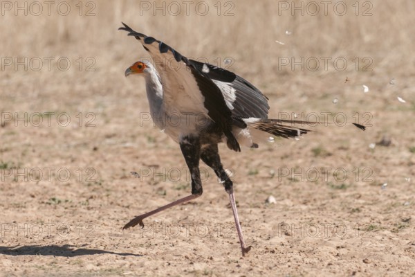 Secretarybird (Sagittarius serpentarius), Northern Cape, South Africa, Africa
