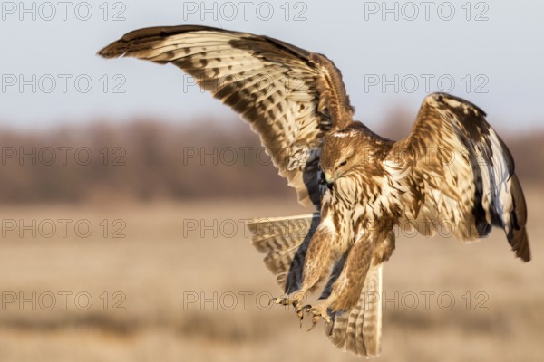 Common Buzzard (Buteo buteo) landing, Castile-La Mancha, Spain, Europe