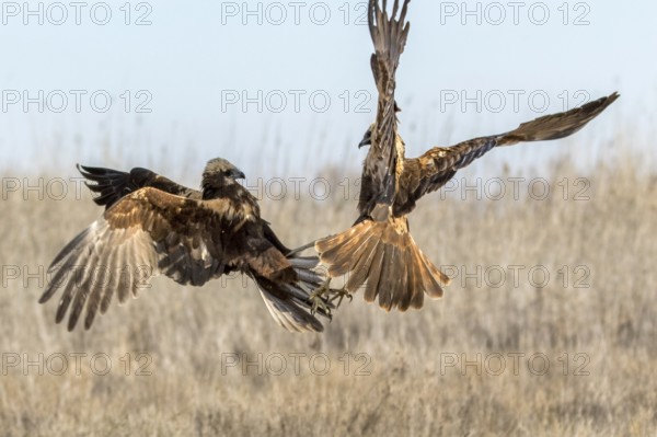 Western Marsh Harrier (Circus aeruginosus) female fighting, Castile-La Mancha, Spain, Europe