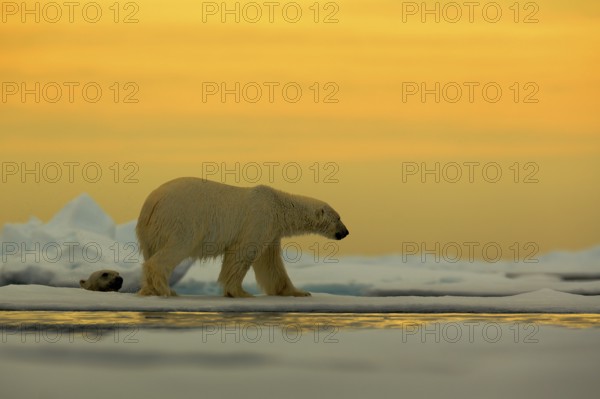Polar bear on the drift ice with snow, with evening yellow sun, Svalbard, Norway, Europe