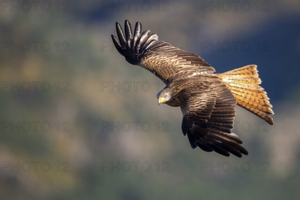 Red Kite (Milvus milvus) flying, Madrid, Spain, Europe