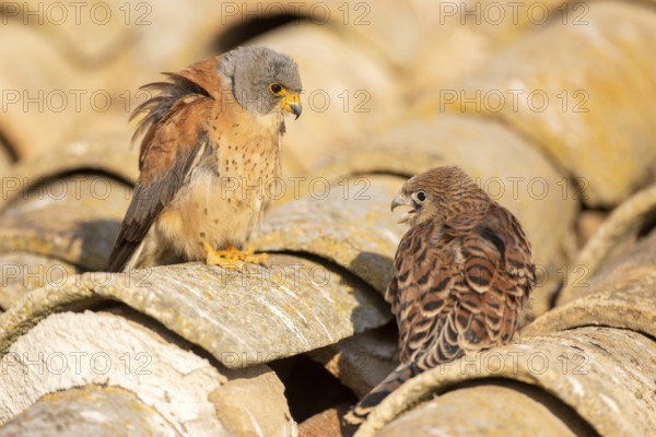 Lesser Kestrel (Falco naumanni) male with young on a roof, Castile-La Mancha, Spain, Europe