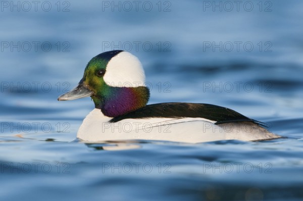 Bufflehead (Bucephala albeola) male, British Columbia, Canada, North America