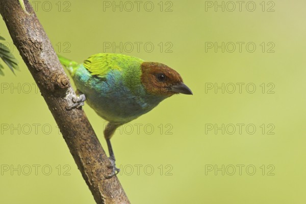 Bay-headed Tanager (Tangara gyrola), Costa Rica, Central America