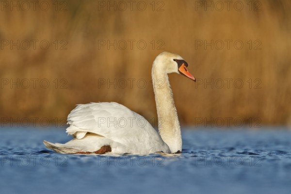 Mute Swan (Cygnus olor), Utrecht, Netherlands