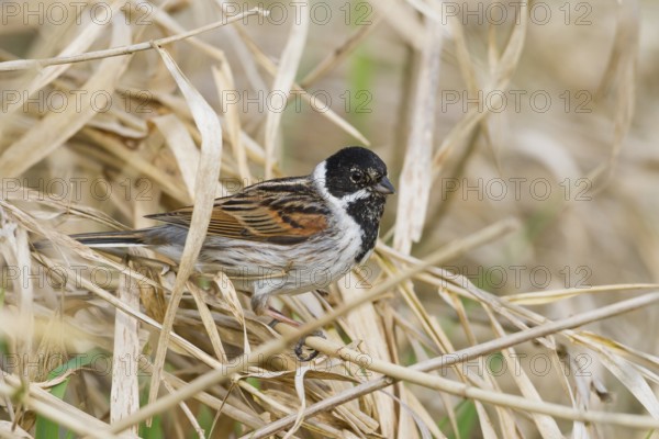 Reed Bunting - Rohrammer - Emberiza schoeniclus ssp. schoeniclus, Germany, adult male, Europe