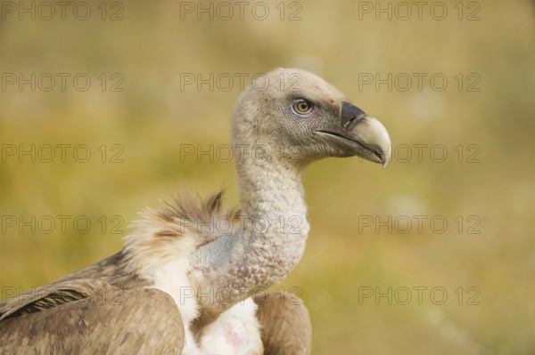 Griffon Vulture (Gyps fulvus), Catalonia, Spain, Europe