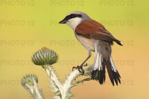 Red-backed Shrike (Lanius collurio) male, Baden-Wuerttemberg, Germany, Europe