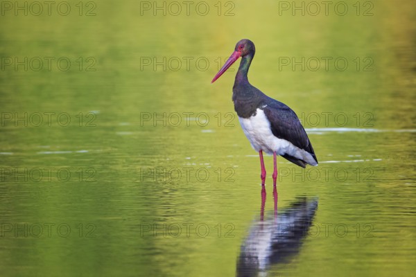 Black Stork (Ciconia nigra) foraging, Saxony-Anhalt, Germany, Europe