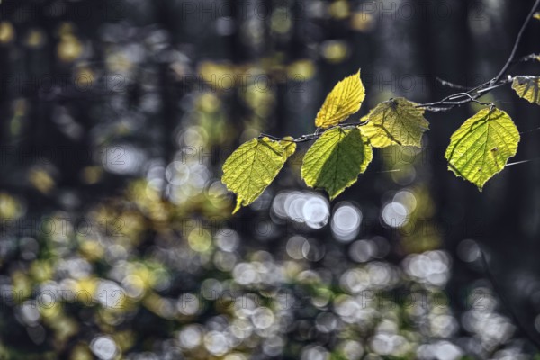 Green-yellow leaves in front of a bokeh-rich, light-flooded background, Krefeld